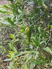 Anodendron affine
