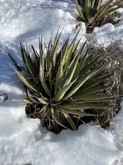 Agave lechuguilla