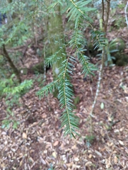 Tsuga chinensis