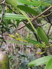 Anodendron affine