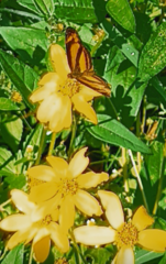 Castilia eranites