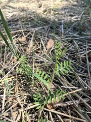 Vicia villosa