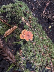 Lactarius rubidus