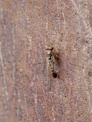 Dolichopodidae