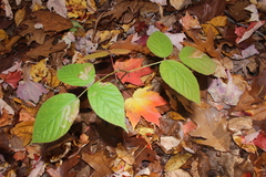 Rubus canadensis