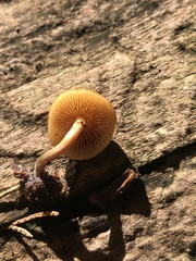 Galerina marginata