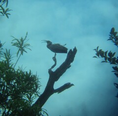 Theristicus caerulescens