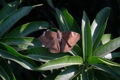 Euthalia aconthea