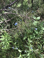 Cynoglossum australe