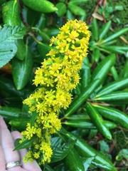 Solidago roanensis