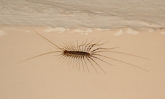 Scutigeridae