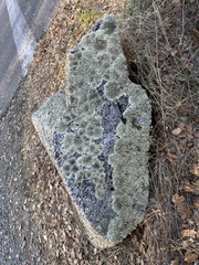 Xanthoparmelia cumberlandia