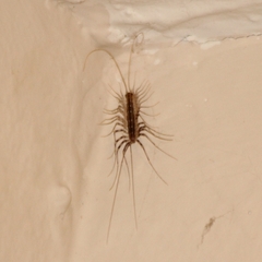 Scutigeridae