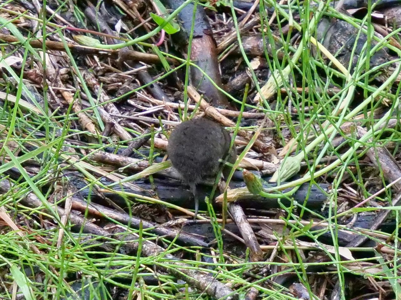 Geoxus valdivianus (Philippi, 1858)