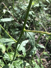 Cynoglossum australe
