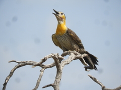 Colaptes campestris campestroides