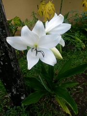 Crinum