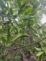 Anodendron affine