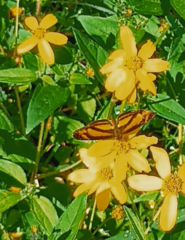 Castilia eranites