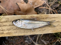 Alosa pseudoharengus
