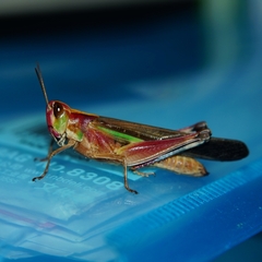 Aiolopus thalassinus