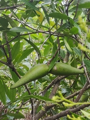 Anodendron affine