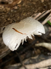 Oudemansiella australis