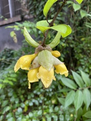 Gmelina philippensis