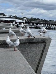 Chroicocephalus novaehollandiae