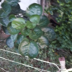 Polyscias scutellaria