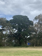 Cupressaceae