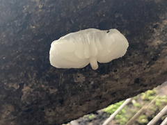 Oudemansiella australis