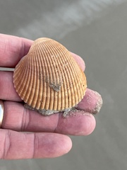 Dallocardia muricata