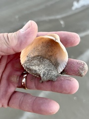 Dallocardia muricata