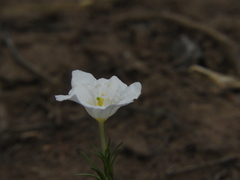Nierembergia rigida