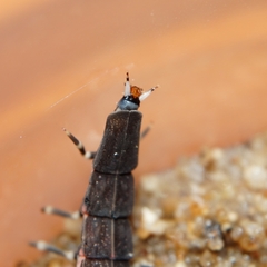 Pyrocoelia praetexta