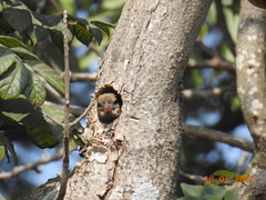 Psilopogon haemacephalus