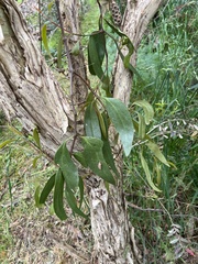 Muellerina eucalyptoides