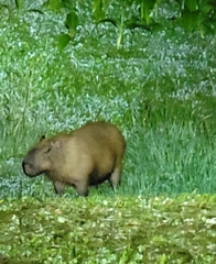 Hydrochoerus isthmius