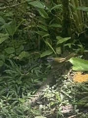 Arremonops conirostris