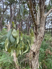 Muellerina eucalyptoides