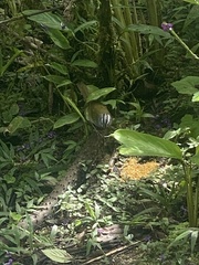 Arremonops conirostris