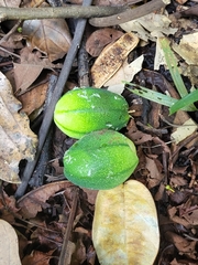 Passiflora laurifolia