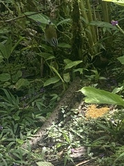 Arremonops conirostris