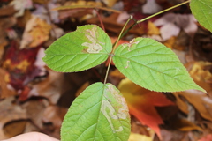 Rubus canadensis