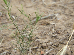 Nierembergia rigida
