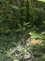 Arremonops conirostris