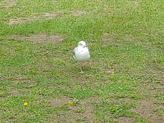 Larus delawarensis