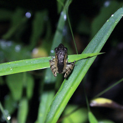 Pristimantis urichi