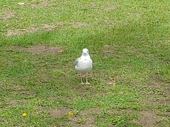 Larus delawarensis